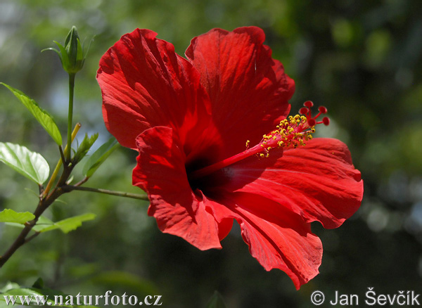 Hibiscus