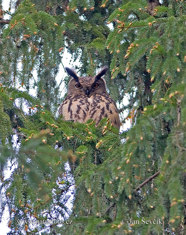 Hibou grand-duc