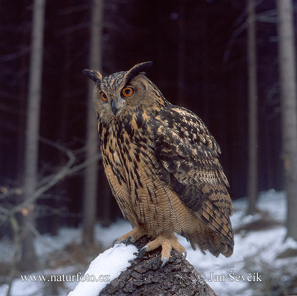 Hibou grand-duc