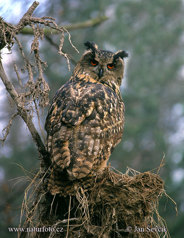 Hibou grand-duc