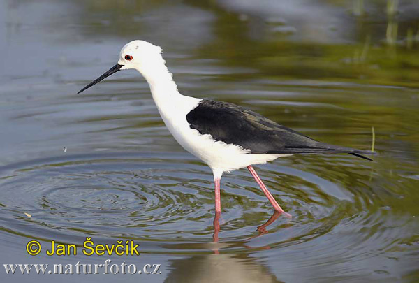 Himantopus himantopus