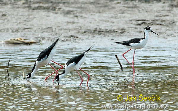 Himantopus mexicanus