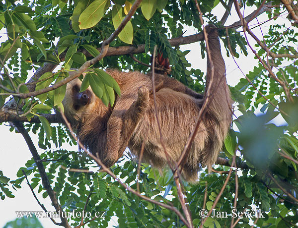 Hoffman´s two-toed sloth (Choloepus hoffmanni)