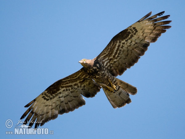 Honey Buzzard (Pernis apivorus)