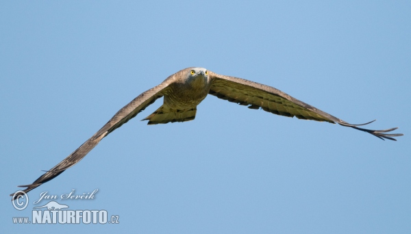 Honey Buzzard (Pernis apivorus)