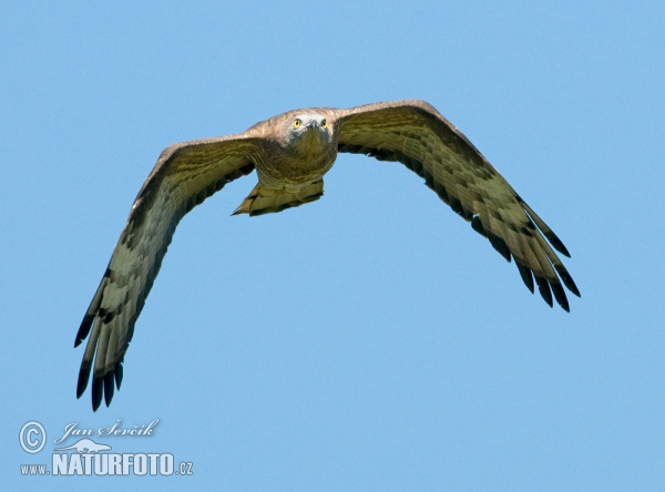 Honey Buzzard (Pernis apivorus)