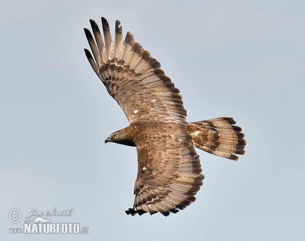 Honey Buzzard (Pernis apivorus)