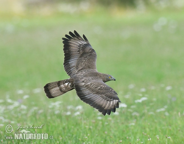 Honey Buzzard (Pernis apivorus)