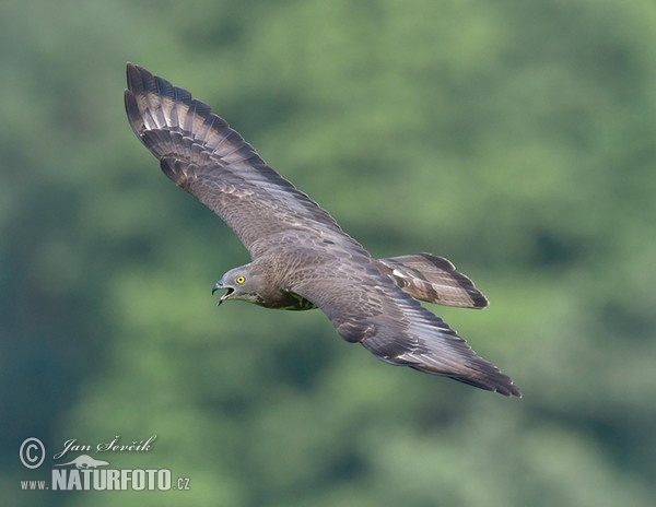 Honey Buzzard (Pernis apivorus)