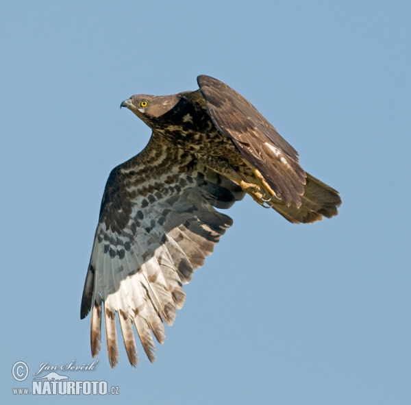 Honey Buzzard (Pernis apivorus)