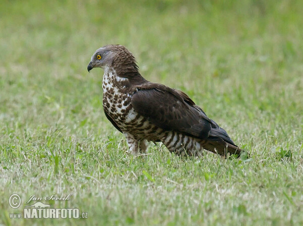 Honey Buzzard (Pernis apivorus)