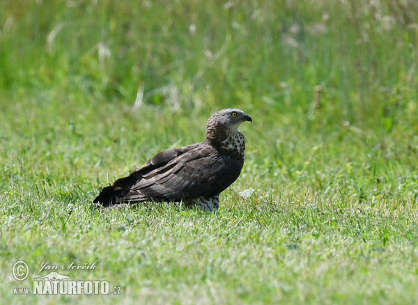 Honey Buzzard (Pernis apivorus)