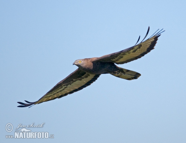 Honey Buzzard (Pernis apivorus)