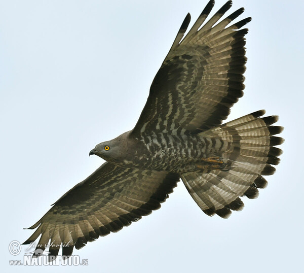 Honey Buzzard (Pernis apivorus)