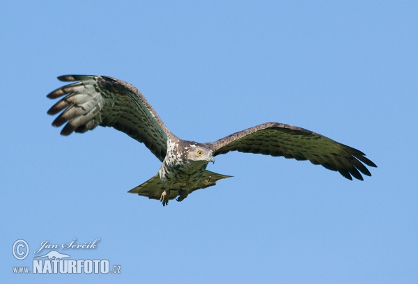 Honey Buzzard (Pernis apivorus)