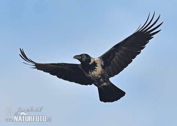 Hooded Crow (Corvus corone cornix)