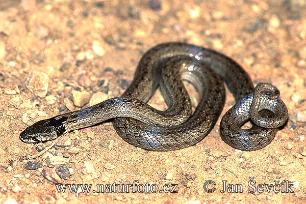 Hooded Snake (Macroprotodon cucullatus)