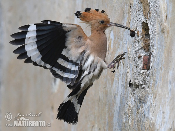 Hoopoe (Upupa epops)