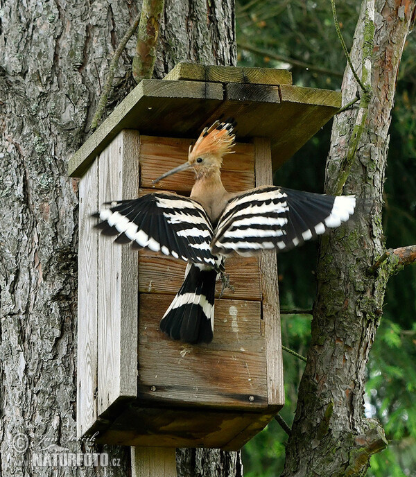 Hoopoe (Upupa epops)