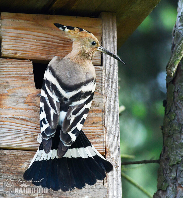 Hoopoe (Upupa epops)