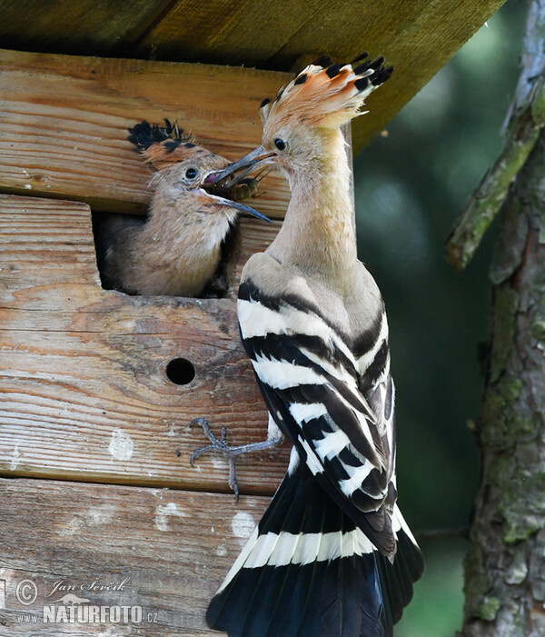 Hoopoe (Upupa epops)