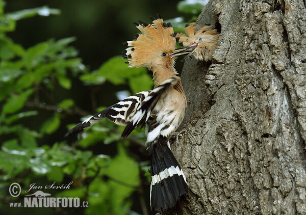 Hoopoe (Upupa epops)