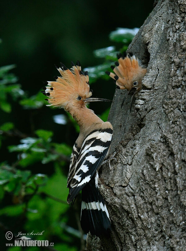 Hoopoe (Upupa epops)