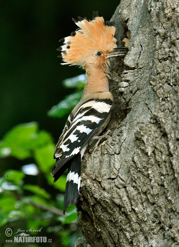 Hoopoe (Upupa epops)