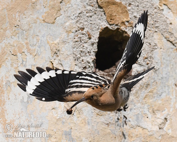 Hoopoe (Upupa epops)