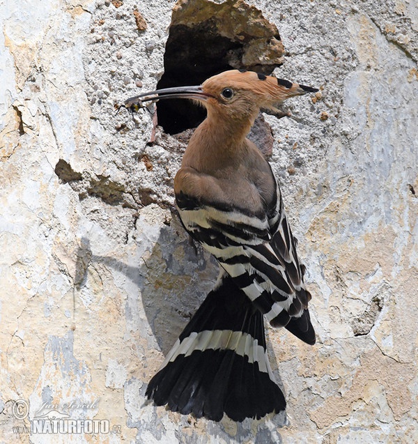 Hoopoe (Upupa epops)