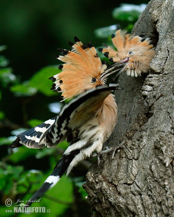 Hoopoe (Upupa epops)