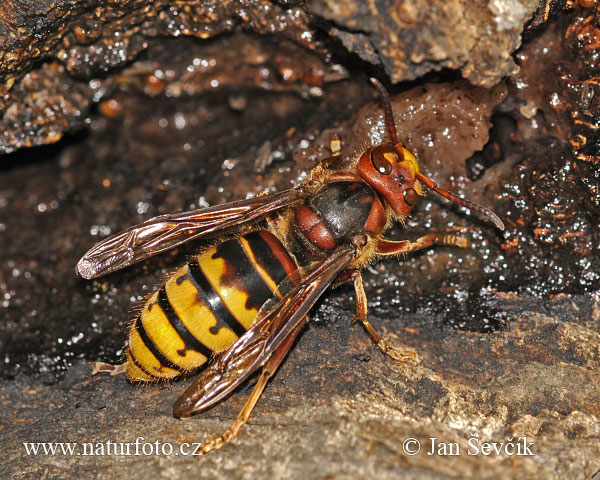 Hoornaar insect