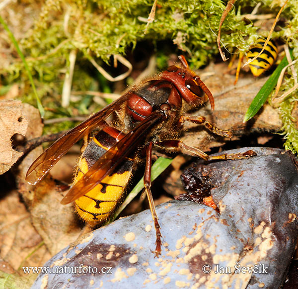 Hoornaar insect