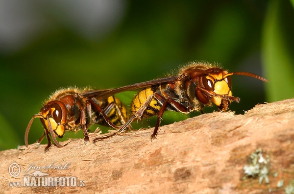 Hornet (Vespa crabro)