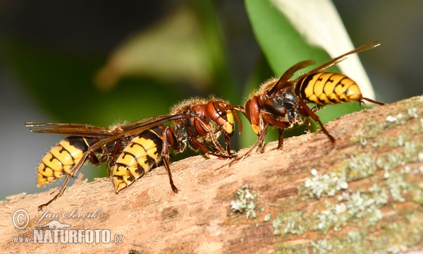 Hornet (Vespa crabro)