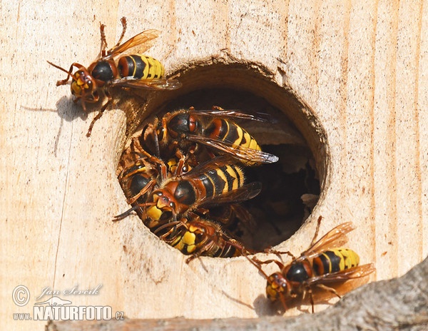 Hornet (Vespa crabro)