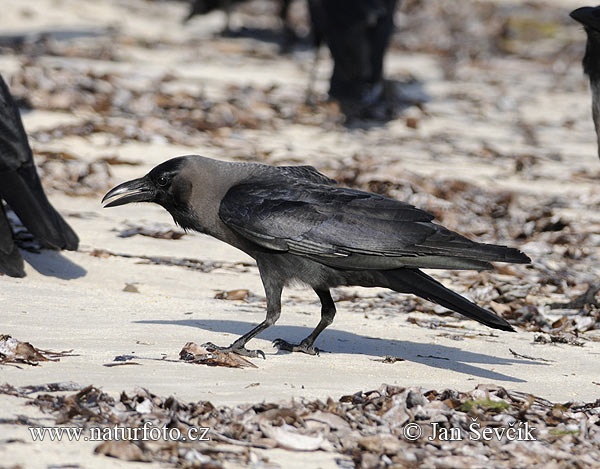 House Crow (Corvus splendens)