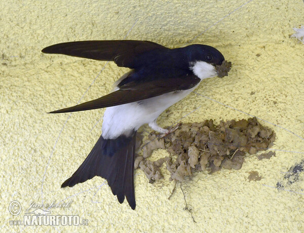 House Martin (Delichon urbica)