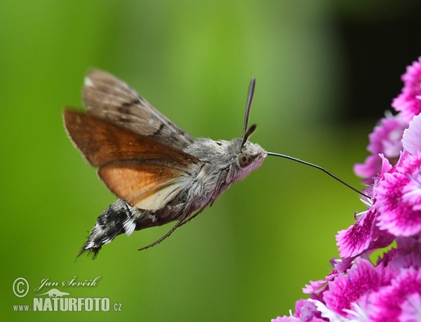 Hummingbird Hawk-moth (Macroglossum stellatarum)