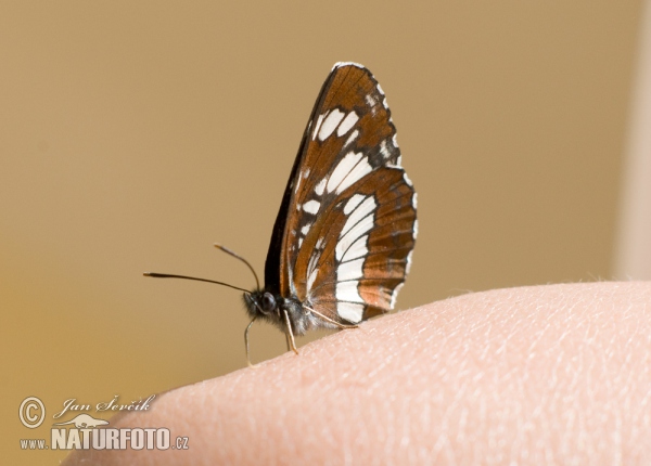 Hungarian Glider (Neptis rivularis)