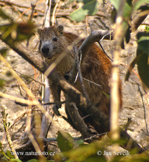 Hutia di Desmarest