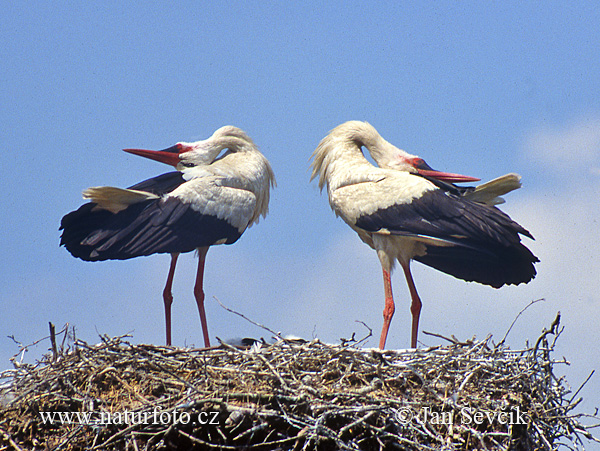 Hvid stork