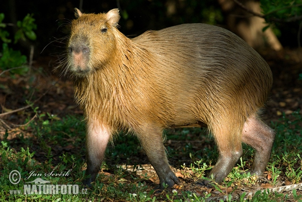 Hydrochoeris hydrochaeris