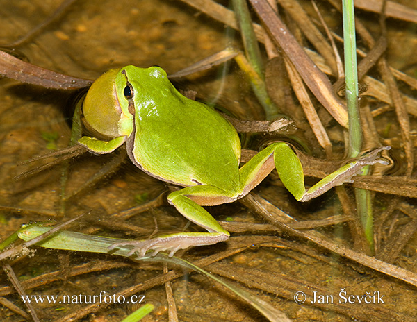 Hyla arborea