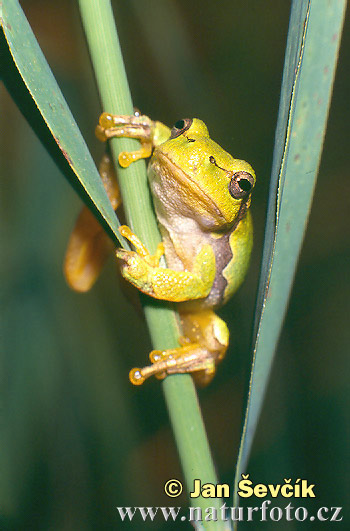 Hyla arborea