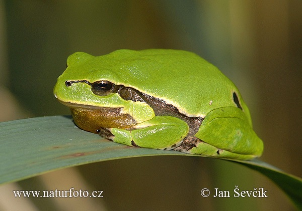 Hyla arborea