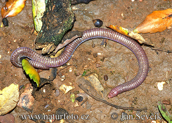 Iberian Worm Lizard (Blanus cinereus)