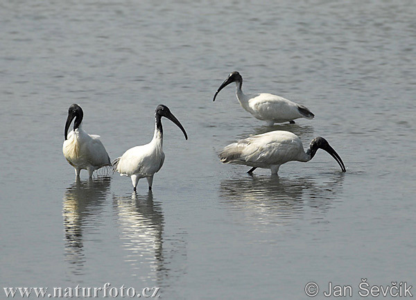 Ibis à tête noire