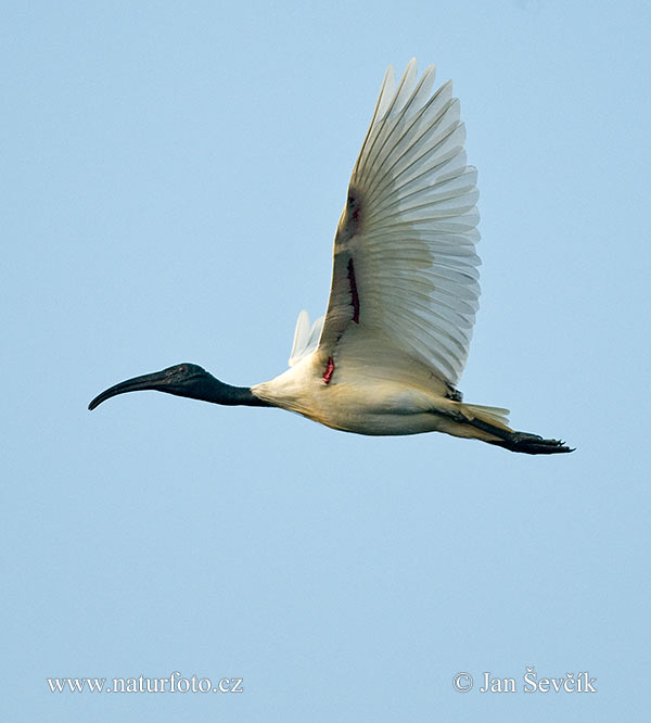 Ibis à tête noire