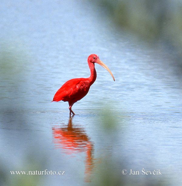 Ibis rosso